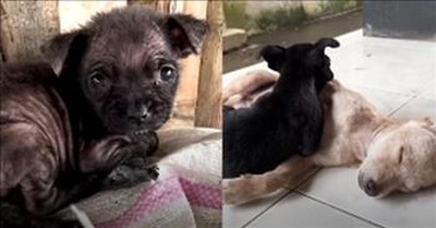 Tiny Puppy Abandoned In A Chicken Pen Gets Extreme Makeover 
