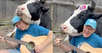 Cow Loves When Farmer Plays Classic 80s Rock 