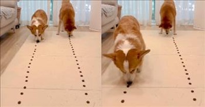 How corgis became the hottest dog of 2019