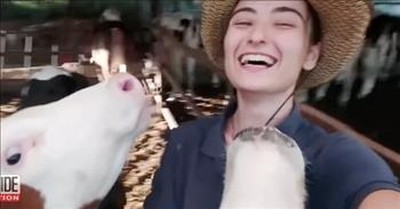 Cow Comes Running To Take A Selfie 