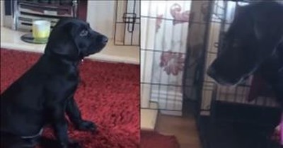 New Puppy And Dog Have Hilarious Stare Off 