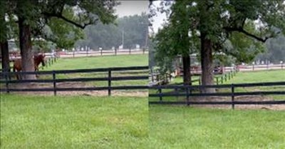 Funny Horse Hides Behind Tree When Owner Calls His Name 