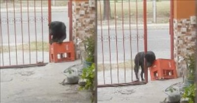 Smart Dog Opens The Gate On His Own 