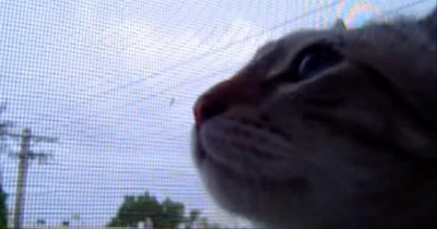 Funny Cat Mimics Rooster Crowing