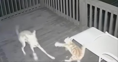 Harrowing Moment Cat Barely Escapes Coyote - Inspirational Videos