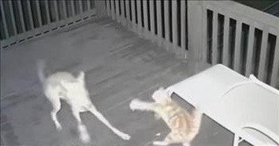 Harrowing Moment Cat Barely Escapes Coyote 