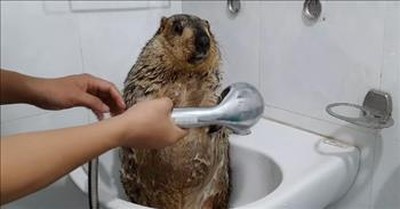Relaxed Marmot Loves Getting A Bath 