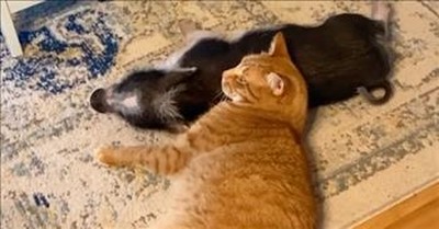 Rescued Piglet And Cat Become The Best Of Friends 