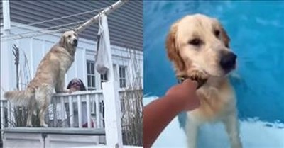 World’s Cutest Criminal Caught Sneaking Into Neighbor’s Pool 