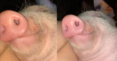 Sleeping Pig Might Be The Cutest Thing Ever 