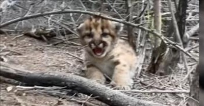 Mountain Lion Cub Hilariously Fails When Trying To Roar 