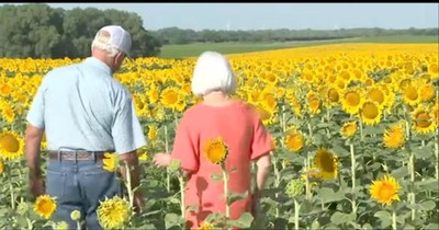 Man Plants 1.2 Million Sunflowers For Wife To Celebrate 50th Anniversary
