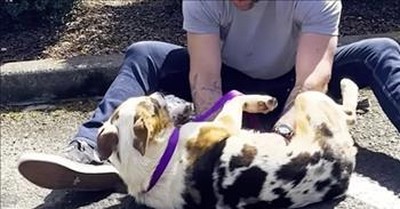 Abandoned Dog Will Not Let Anyone Near Him Until New Dad Shows Up 