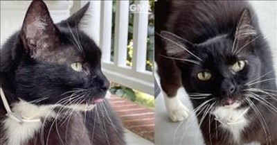 Cat Missing For 10 Years Finally Returns Home 