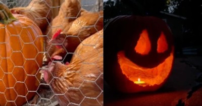 Carved Pumpkins, Smiling, on a Table Out of Doors Facing and Side