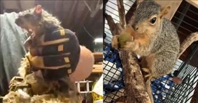 Man Rescues Two Tangled Squirrels After Thinking They Were Trash 