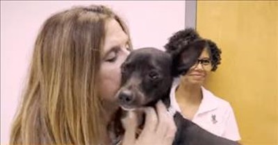 Kind Stranger Rescues Chihuahua Mix Missing For 22 Days 