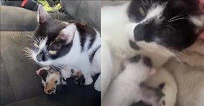 Stray Cat Ends Up Giving Birth To Kittens In Woman’s Jeep 