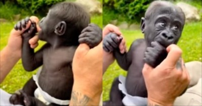 Camera Captures Adorable Moments With 2-Month-Old Gorilla