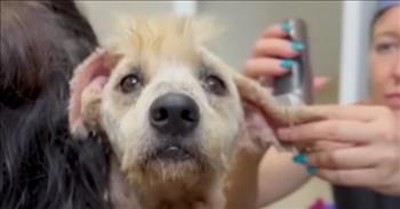 Matted Rescue Dog Gets New Look After 5-Hour Haircut 