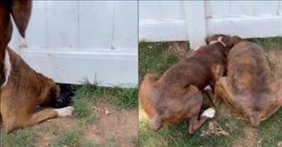 2 Boxers Help Their Furry Friend Escape Backyard 