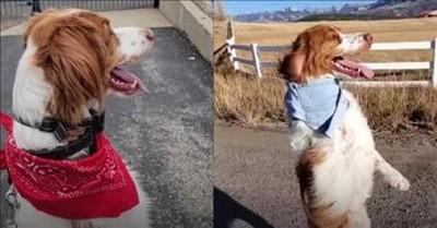 8-Year-Old Dog Walks Like A Human On 2 Legs 