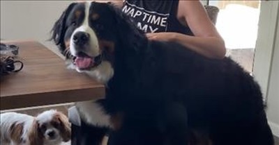 Loving Dog Finds Unique Way To Get Owner’s Attention 