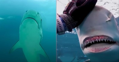 Woman And 9-Foot Long Shark Are Best Friends