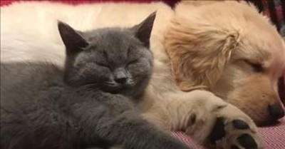 Cute Dog And Cat Are The Best Of Friends 