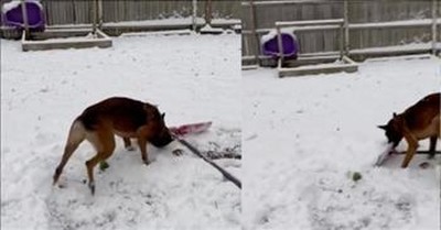 Helpful Dog Shovels Snow After Storm 