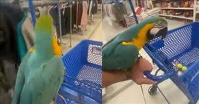 Beautiful Bird Enjoys Shopping Outing With Owner 