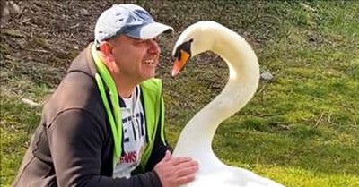 Man Has Sweetest Friendship With Swan After Saving An Egg 