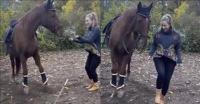 Dancing Horse Displays Its Impressive Moves 