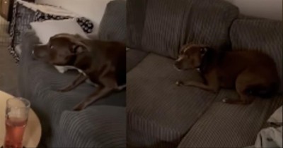Canine Hilariously Tries To Avoid Going For A Walk In The Cold