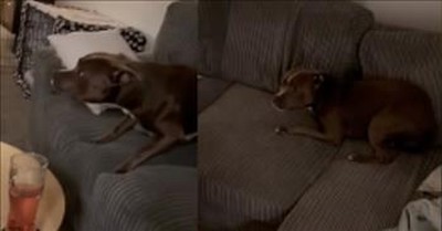 Canine Hilariously Tries To Avoid Going For A Walk In The Cold 