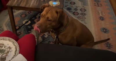 Abandoned Puppy is Now the King of the Castle
