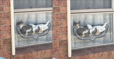 Window-Lounging Cat’s Hilarious Reaction To Car Horn 