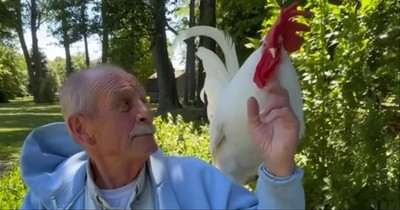Rooster Who Acts Like A Dog Enjoys Reading The Paper