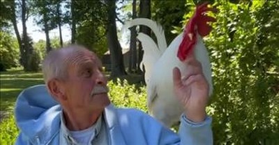 Rooster Who Acts Like A Dog Enjoys Reading The Paper 