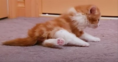 Paralyzed And Determined Kitten Learns To Walk