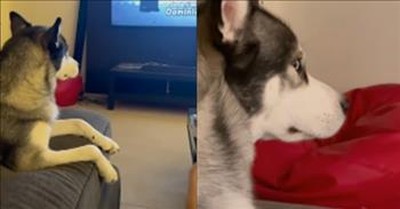 Dog's Hilarious Reaction When Owner Shuts Off The Television 