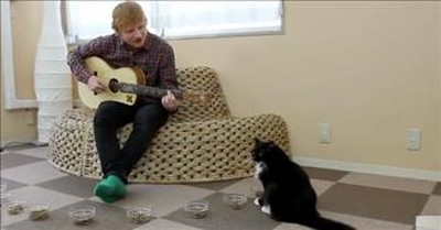Cats Hilariously Flee When Ed Sheeran Begins Playing 