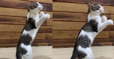 Boxing Cat Displays Its Stunning Balance And Athleticism