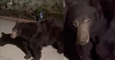 Woman Finds Black Bear Hanging Out Underneath Her California Home 