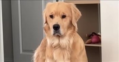 Scared Golden Retriever Blossoms Into Loving Guardian for Little Ones 