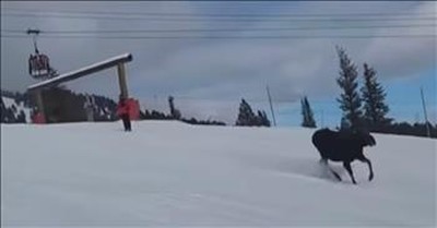 Stunning Video Of Huge Moose Chasing Skiers In Wyoming 
