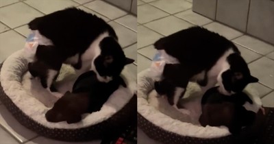 Rescued Puppy Gets Comfort And Love From Blind Cat