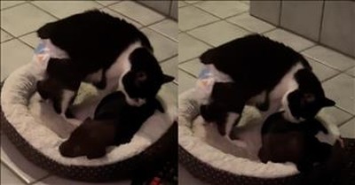 Rescued Puppy Gets Comfort And Love From Blind Cat 