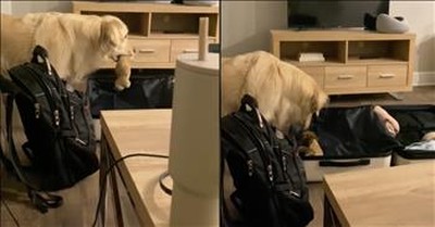Golden Retriever Helps Owner Pack for Trip, Melts Hearts Everywhere 
