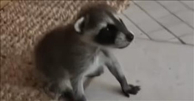 Woman Finds Scared Baby Raccoon In Her House 